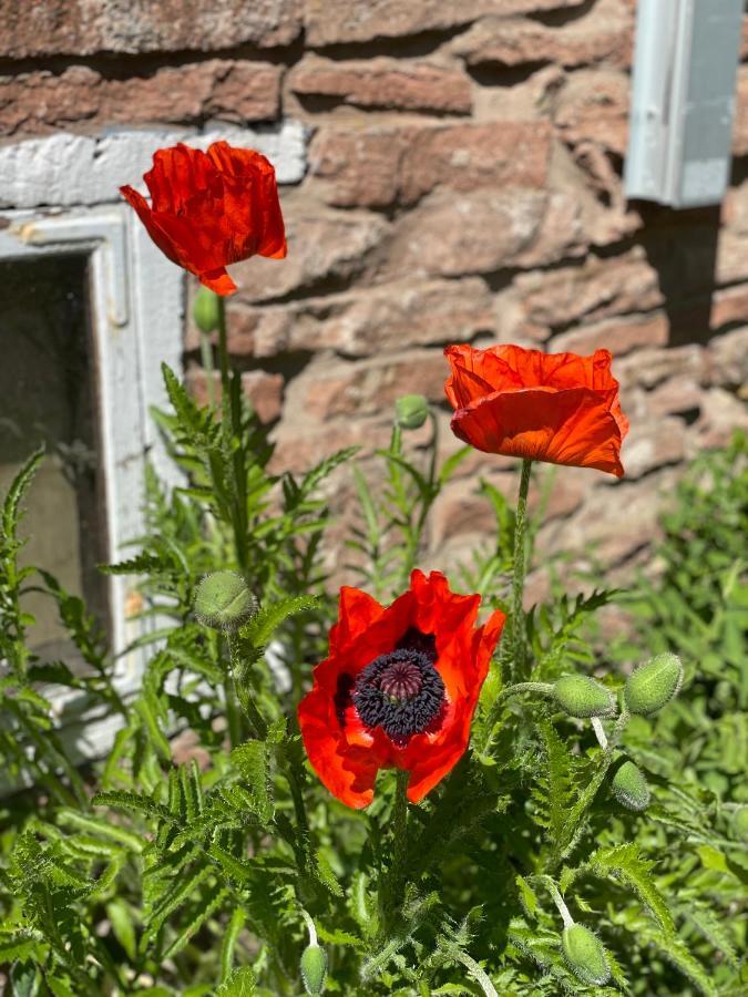 Rosenfors Herrgard B&B Borgholm Exteriér fotografie